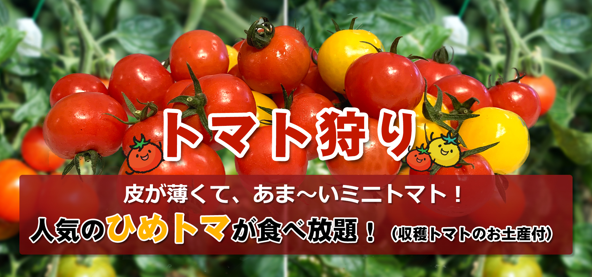 三重県桑名市でトマト狩り。ひめトマ、トマ王のトマト狩りなら「くらもとファーム」へ。